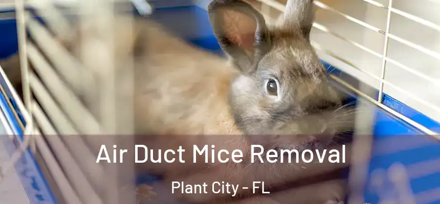 Air Duct Mice Removal Plant City - FL