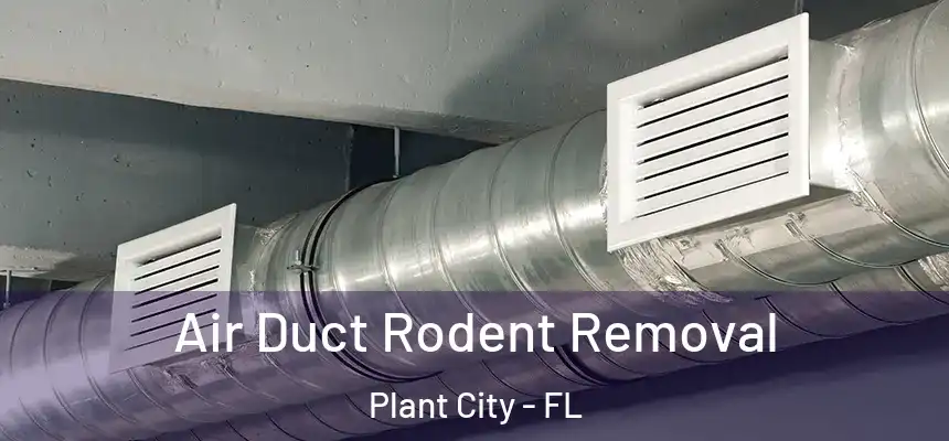 Air Duct Rodent Removal Plant City - FL